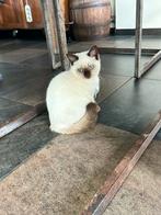 Brits korthaar Cinnamon dragend, stamboom zonder fokverbod, Poes