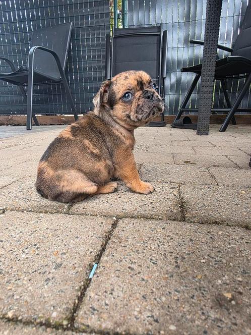 franse bulldog teefjes belgie, Dieren en Toebehoren, Honden | Bulldogs, Pinschers en Molossers, Teef, Bulldog, Particulier, Meerdere