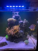 Zeeaquarium 140l, Dieren en Toebehoren, Vissen | Aquaria en Toebehoren, Gevuld zeewateraquarium, Gebruikt, Ophalen