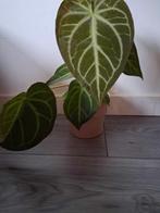 Anthurium Crystalinum, Huis en Inrichting, Kamerplanten, Ophalen of Verzenden, Overige soorten, Minder dan 100 cm