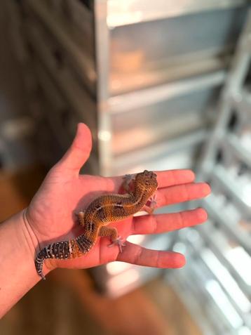 0.1 manderin tangerine black night luipaardgekko beschikbaar voor biedingen