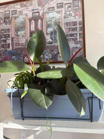 Ficus Elastica Rubberplant 40cm beschikbaar voor biedingen