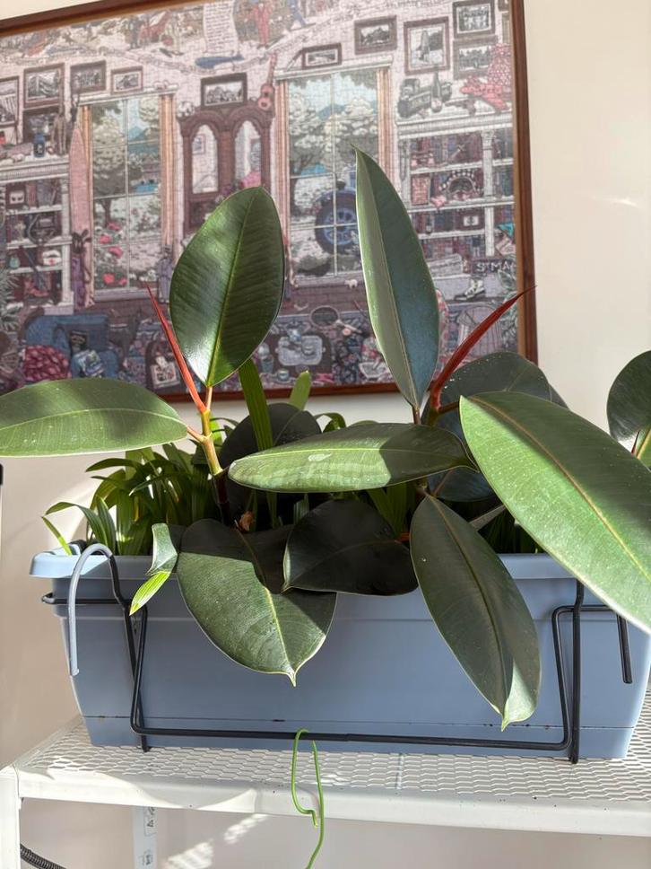 Ficus Elastica Rubberplant 40cm, Huis en Inrichting, Kamerplanten, Ficus, Minder dan 100 cm, Groene kamerplant, Volle zon, In pot