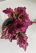 Coleus Siernetel Florida Sun Rose, Huis en Inrichting, Kamerplanten, Ophalen of Verzenden, Cactus, Minder dan 100 cm