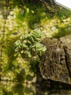 Salvinia minima drijfplant, Dieren en Toebehoren, Vissen | Aquariumvissen, Overige typen