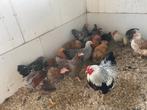 Wandotte, Cochin, legkippen verschillende kleuren, Dieren en Toebehoren, Pluimvee, Meerdere dieren, Kip