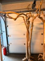 Papegaai Java Boom, Mannelijk, Papegaai