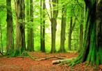 101 Bomen Bos Vlies Fotobehang 350x250cm in 3 maten Nieuw, Huis en Inrichting, Stoffering | Behang, Ophalen of Verzenden, Minder dan 10 m²