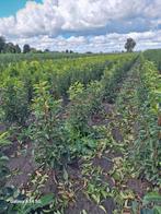 Prunus lusitanica angustifolia, Portugese laurier tot 100 cm, Ophalen of Verzenden, Laurier, Minder dan 100 cm