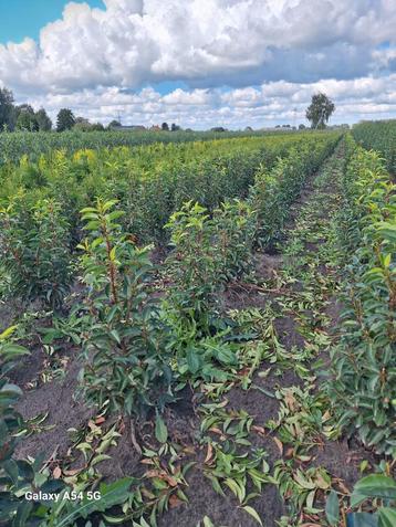 Prunus lusitanica angustifolia, Portugese laurier tot 100 cm beschikbaar voor biedingen