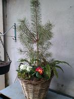 Te koop rieten mand met Pinus sylvestris Primula, narcissen, Ophalen, Bloeit niet, Overige soorten, Halfschaduw