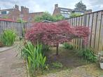 Japanse esdoorn garnet, Tuin en Terras, Planten | Bomen, Ophalen, Halfschaduw, Overige soorten, 100 tot 250 cm