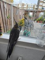 Valkparkiet vermist!!, Dieren en Toebehoren, Vrouwelijk, Parkiet