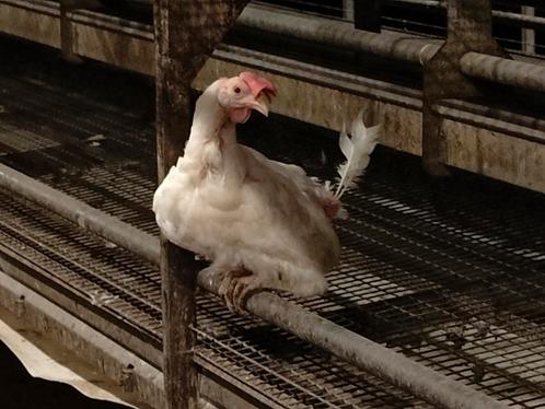 Legkippen zoeken een fijn nieuw thuis, Dieren en Toebehoren, Pluimvee, Kip, Vrouwelijk