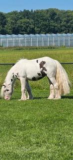 Hele lieve 4 jarige tinker ruin💖🦄, Dieren en Toebehoren, Pony's, B, Ruin, 3 tot 6 jaar, C pony (1.27m tot 1.37m)