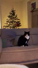 Lieve seniorpoes Mini zoekt een rustig thuis, Dieren en Toebehoren, Katten en Kittens | Overige Katten, Poes, Kortharig, 6 jaar of ouder