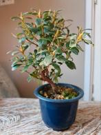 Satsuki Azalea Benibeni bonsai, Bloeit niet, Halfschaduw, Minder dan 100 cm, Overige soorten