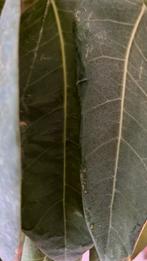 Ticket gaasterlan regiobank run halve marathon, Tickets en Kaartjes, Eén persoon