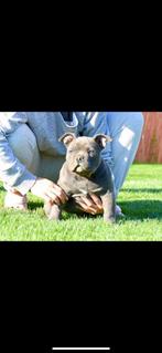American bully pocket, Particulier, Rabiës (hondsdolheid), 15 weken tot 1 jaar, Overige rassen