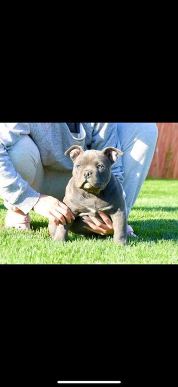 American bully pocket beschikbaar voor biedingen