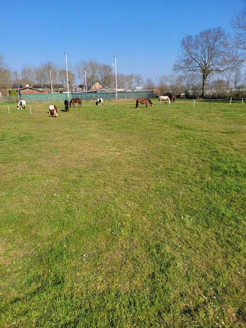 Lieve tinker zoekt leaser, Dieren en Toebehoren, Stalling en Weidegang, 1 paard of pony