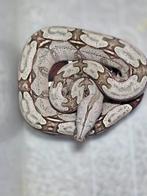Boa constrictor constrictor. Zuivere surinaamse roodstaarten, Slang, Tam, 0 tot 2 jaar