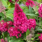 Buddleja Butterfly Candy 'Little Ruby' jonge Vlinderstruik, Ophalen, Vlinderstruik, Struik, Minder dan 100 cm