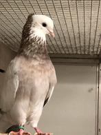 Prachtige Iraanse duiven 3 koppels., Dieren en Toebehoren, Vogels | Duiven, Meerdere dieren, Overige soorten