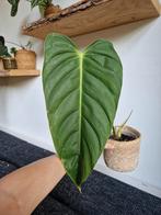 Philodendron Esmeraldense, Huis en Inrichting, Kamerplanten, Ophalen of Verzenden, Overige soorten, Minder dan 100 cm