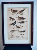 Litho Floericke Tureluur Fuut Scholekster Houtsnip 1922, Ophalen of Verzenden