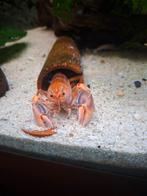 Cherax destructor vulcano vrouw, Kreeft, Krab of Garnaal, Zoetwatervis
