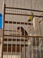 Marokkaans Parva Man 25, Mannelijk, Wildzangvogel, Tam