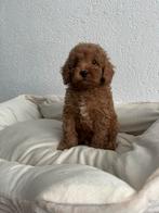 Nog een prachtige cockapoo pup!, Overige rassen, CDV (hondenziekte), 8 tot 15 weken, Meerdere