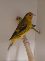 Bastaard putter, Dieren en Toebehoren, Vogels | Overige Vogels, Vrouwelijk, Wildzangvogel, Geringd