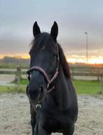 Bijrijder/verzorger gezocht, Dieren en Toebehoren, Ophalen of Verzenden, Nieuw, Dressuur