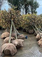 Dakbomen Liquidambar (Amberboom) Stam 20/25 mooie zware bome, Tuin en Terras, Planten | Bomen, In pot, Dakboom, Ophalen of Verzenden
