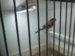Noorse goudvink man, Dieren en Toebehoren, Mannelijk, Wildzangvogel, Geringd