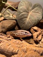 Yellow ackie varaan, Slang, 0 tot 2 jaar