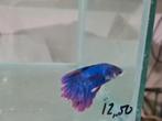 Betta splendens super delta kempvis man, Vis, Zoetwatervis