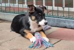 Mooi border collie pups met stamboom., Dieren en Toebehoren, Teef, Eén hond, Herder, Nederland