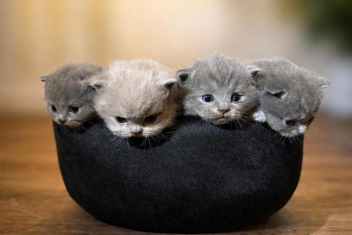 5 Britse Korthaar kittens  Blue & Lilac met stamboom, Dieren en Toebehoren, Katten en Kittens | Raskatten | Korthaar, Poes, 0 tot 2 jaar