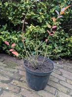 Blueberry blauwe bes struikje moestuin fruitstruik, Tuin en Terras, Ophalen, Volle zon
