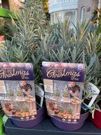 Lavendel, Tuin en Terras, Planten | Tuinplanten, Volle zon, Vaste plant, Zomer, Ophalen