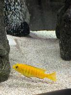 Malawi Cichlide Yellow, Vis