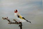 Majoor putters, Meerdere dieren, Wildzangvogel, Geringd