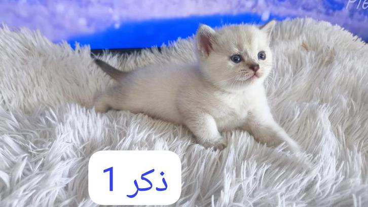 017680705327, Dieren en Toebehoren, Katten en Kittens | Raskatten | Langhaar, Kater, 0 tot 2 jaar, Ingeënt