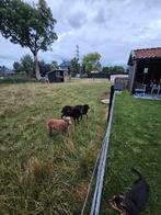 Mooie Quesant schaapjes, Dieren en Toebehoren, Schapen, Geiten en Varkens, Meerdere dieren, Schaap, 0 tot 2 jaar