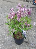 Dwergsering (Syringa mey palibin, Volle zon, Vaste plant, Zomer, Ophalen
