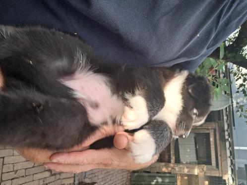 Australian  Shepherd pups, Dieren en Toebehoren, Honden | Herdershonden en Veedrijvers, Meerdere dieren, Herder, Particulier, Meerdere