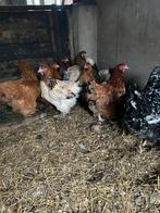 10 Brahma Kippen Groot Ras, Dieren en Toebehoren, Pluimvee, Vrouwelijk, Kip